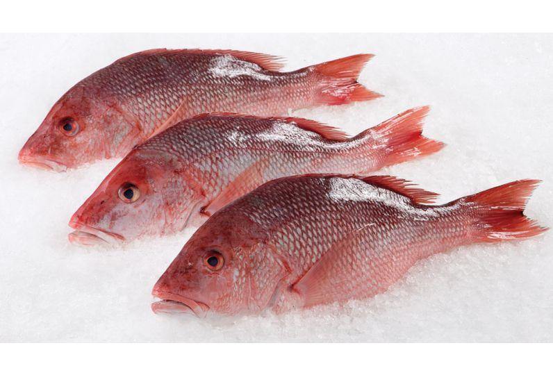 Whole New Zealand Red Snapper, Fresh – Goldfish Seafood Market