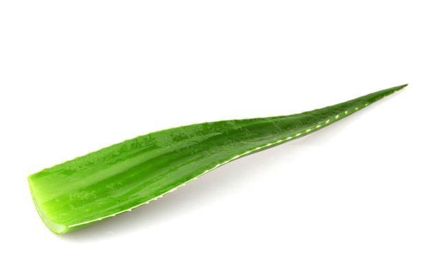 aloe vera plant leaf Aloevera single / ea