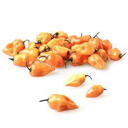HABANERO chili / 1lb-produce-MOVE HALAL