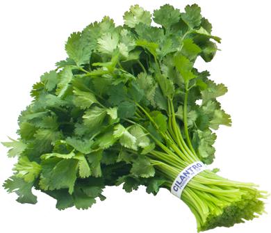 Fresh Cilantro / ea-produce-MOVE HALAL