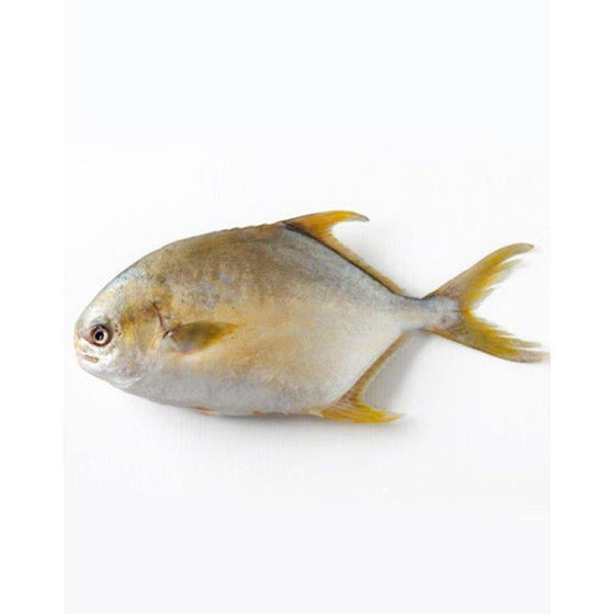 Grams Golden Pompano Fish-Meat-MOVE HALAL