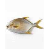 Grams Golden Pompano Fish-Meat-MOVE HALAL