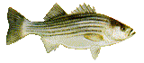 Striped bass fish - MOVE HALAL